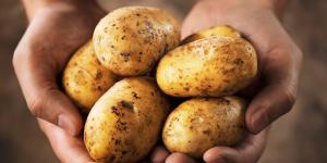сертификация и декларирование картофеля
