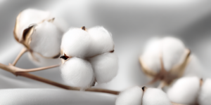 Сертификация хлопка