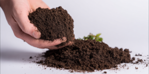 Сертификация навоза